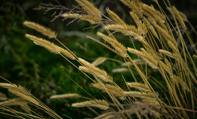 Wofür Gerstengras? Superfood-Wirkung für Haare, Haut und Körper